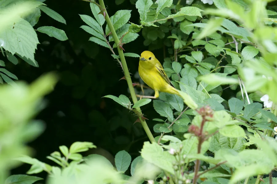 A small yellow bird perches on a green leafy branch surrounded by dense foliage.