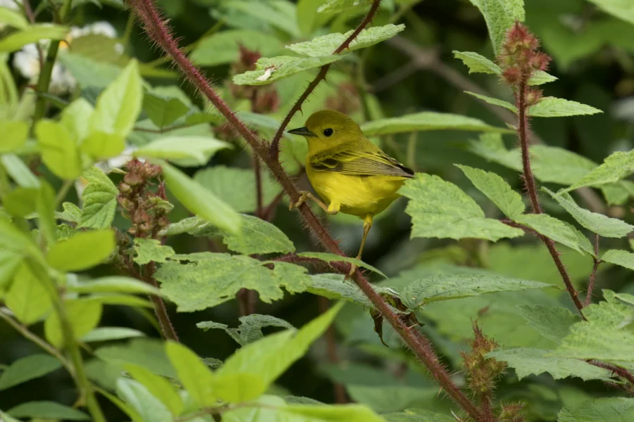 A small yellow bird is perched on a reddish-brown thorny branch surrounded by green leaves.