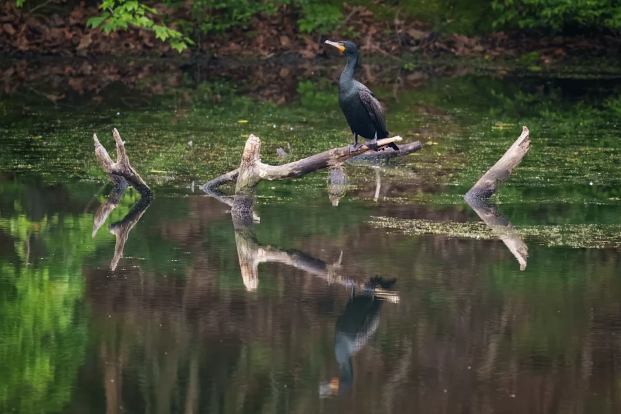 A cormorant stands on a partially submerged log in a calm pond, surrounded by green foliage and reflections in the water.