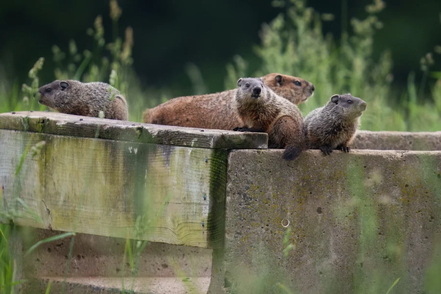 Four groundhogs are perched on a concrete and wooden structure surrounded by green vegetation, with two looking directly at the camera.
