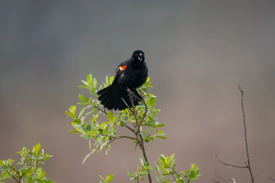 A black bird with red markings on its wings perches on a leafy branch against a blurred background.