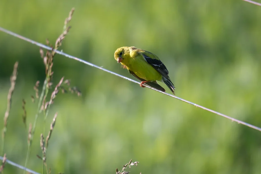 A small yellow bird with dark wings perches on a thin wire against a blurred green background.
