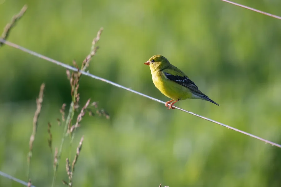 A small yellow bird with black wings perched on a wire fence against a blurred green background.