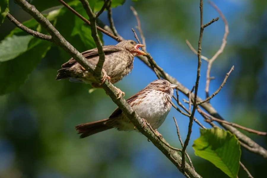 Two small birds perch on a tree branch; one bird has its beak open while the other looks forward. Green leaves and blue sky are in the background.
