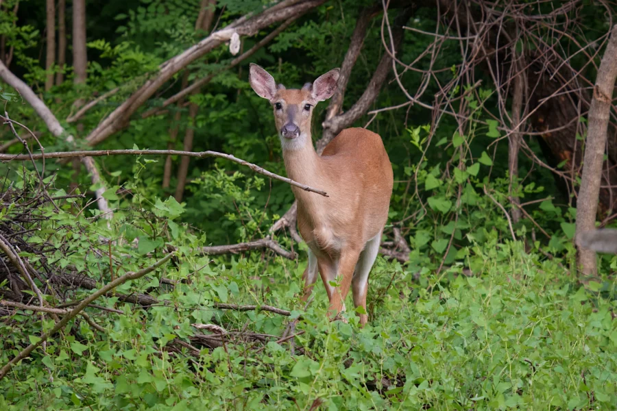 A deer stands alert in a green forest clearing surrounded by leafy plants and fallen branches.