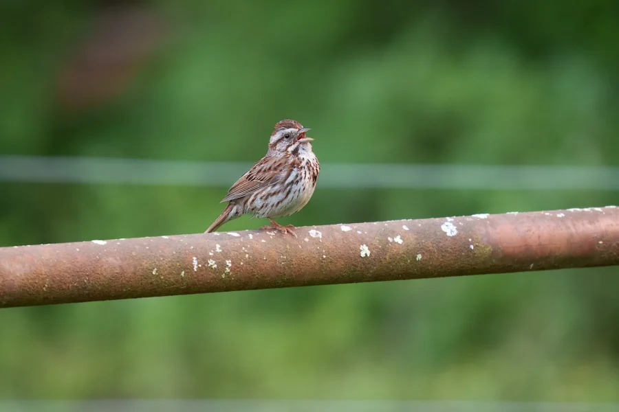 A small brown and white songbird perched on a rusty metal pipe, with a blurred green background.