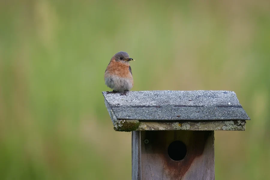 A small brown and blue bird is perched on the roof of a weathered wooden birdhouse with a blurred green background.