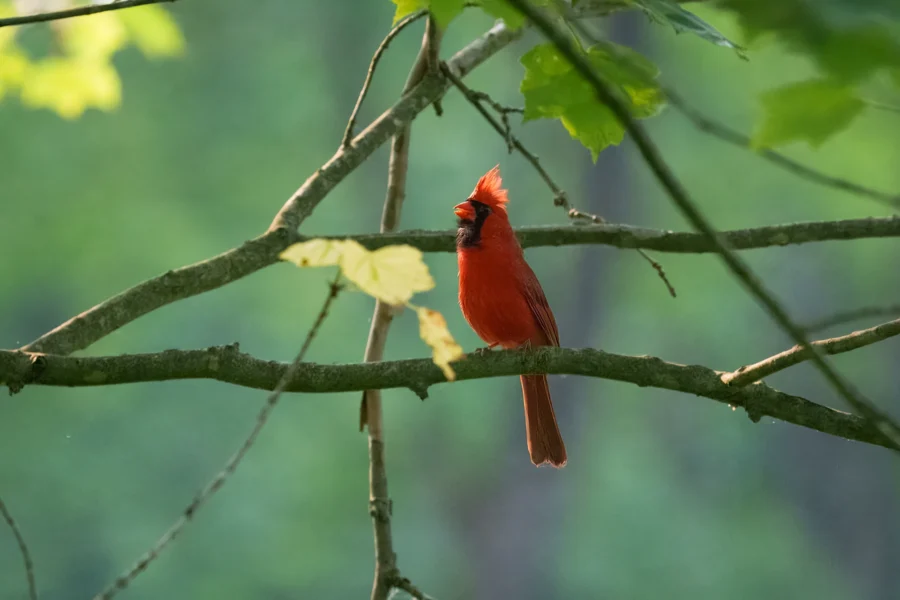 A male northern cardinal with bright red feathers is perched on a tree branch surrounded by green leaves.