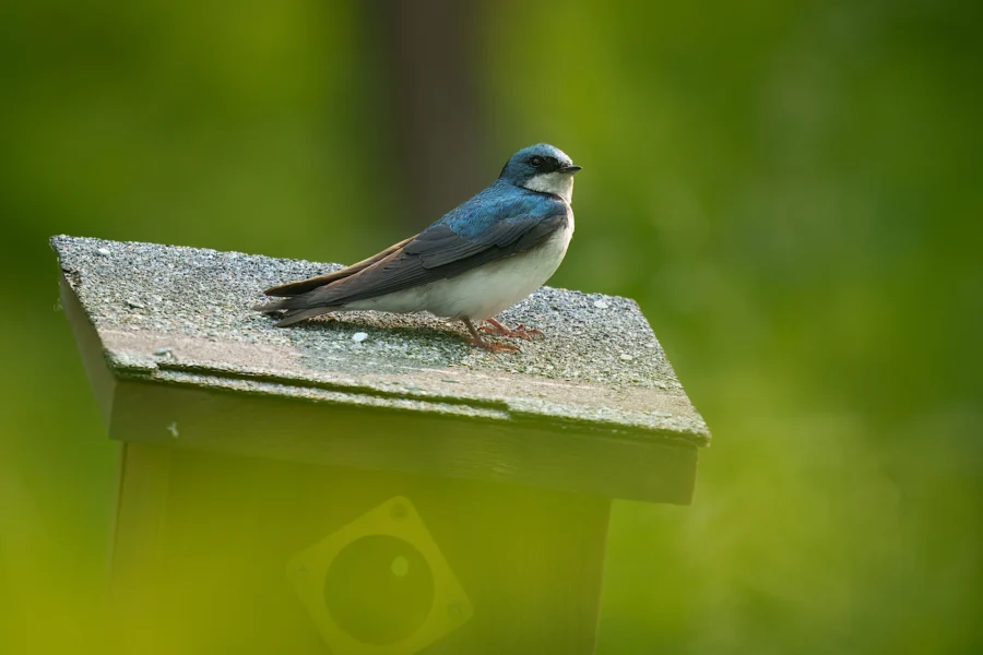 A small bird with blue and white feathers perches on the roof of a wooden birdhouse, surrounded by blurred green foliage.