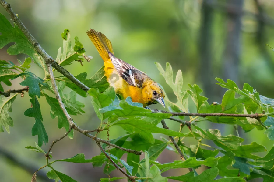 A small yellow and black bird perched on a leafy tree branch, surrounded by green leaves and soft natural light.