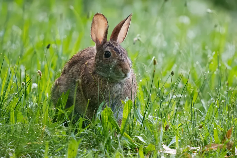 A brown rabbit sits upright in green grass with its ears perked up, surrounded by tall blades and small plants.