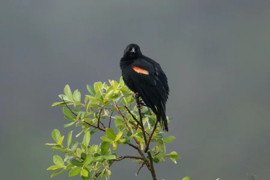 A black bird with a red and yellow patch on its wing is perched on a leafy branch against a blurred gray background.
