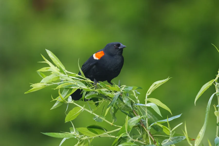 A black bird with a red patch on its wing is perched on a leafy green branch against a blurred green background.