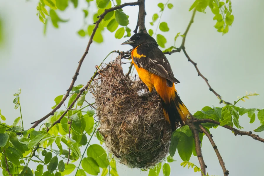 A black and orange bird perched on the edge of its woven nest, surrounded by green leaves on a tree branch.