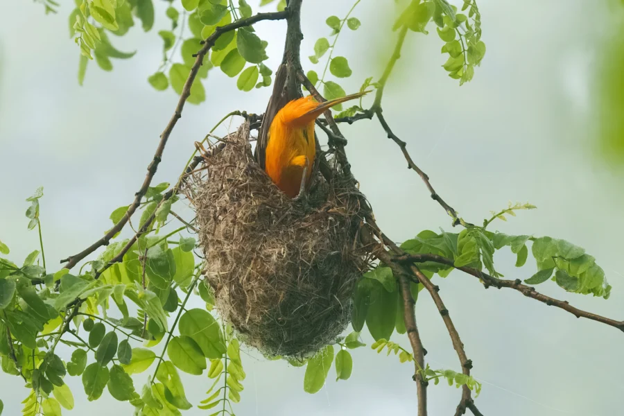 A bright orange-yellow bird sits in a woven nest hanging from a tree branch surrounded by green leaves.