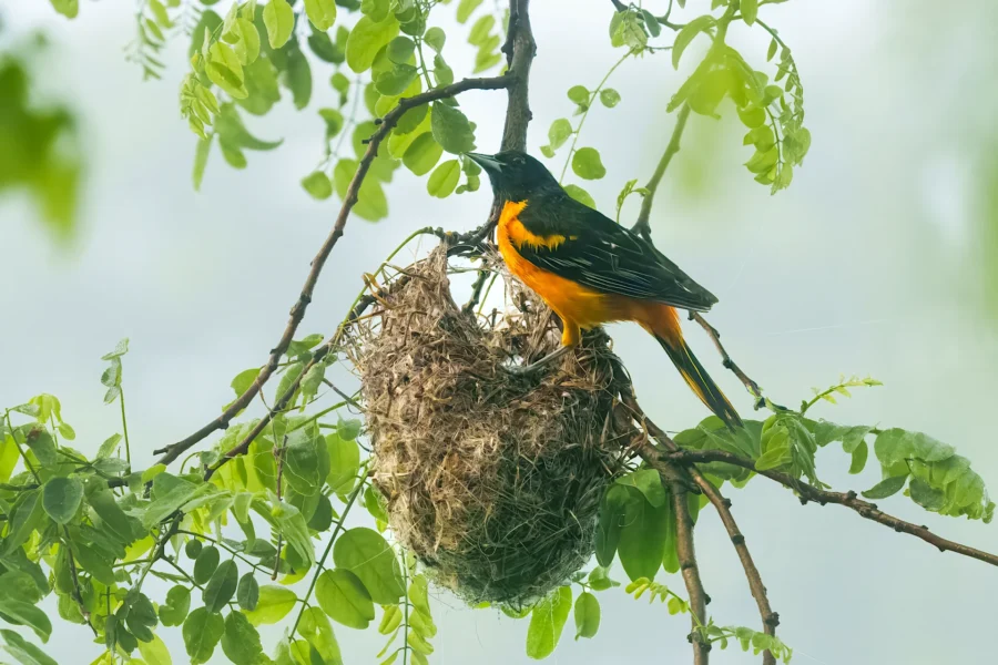 A black and orange bird stands on the edge of its nest built among green leaves on a tree branch.