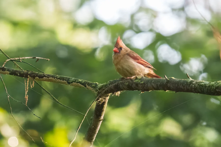 A female cardinal with light brown and red-tipped feathers is perched on a mossy tree branch in a green, sunlit forest.