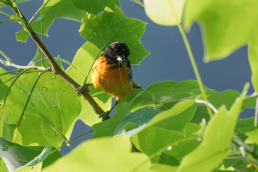 A small orange and black bird is perched on a leafy green branch, surrounded by sunlit leaves and water droplets.