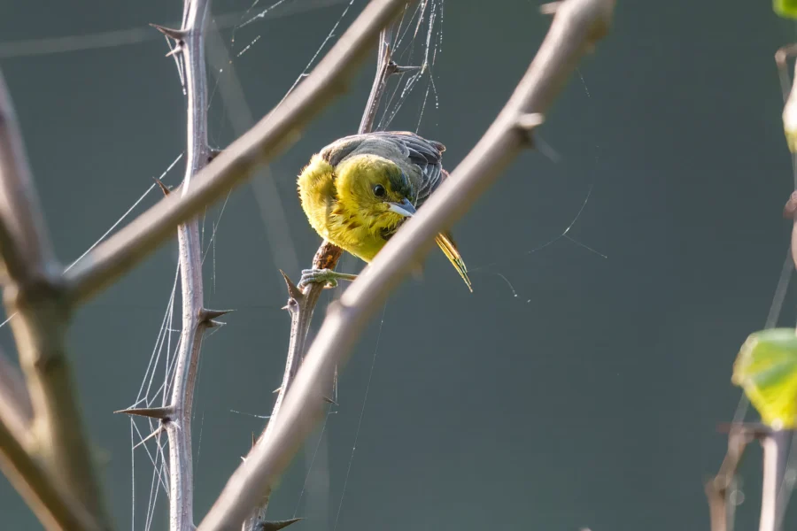A small yellow bird perches on a thin branch surrounded by spider webs against a blurred background.