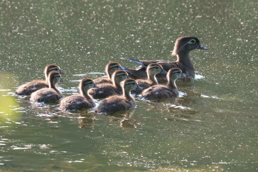 A duck swims on a sunlit pond followed by a group of nine ducklings.