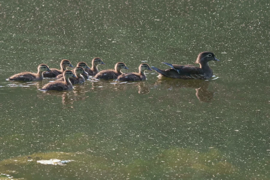 A duck swims in a pond leading a group of eight ducklings, all closely following in a line.