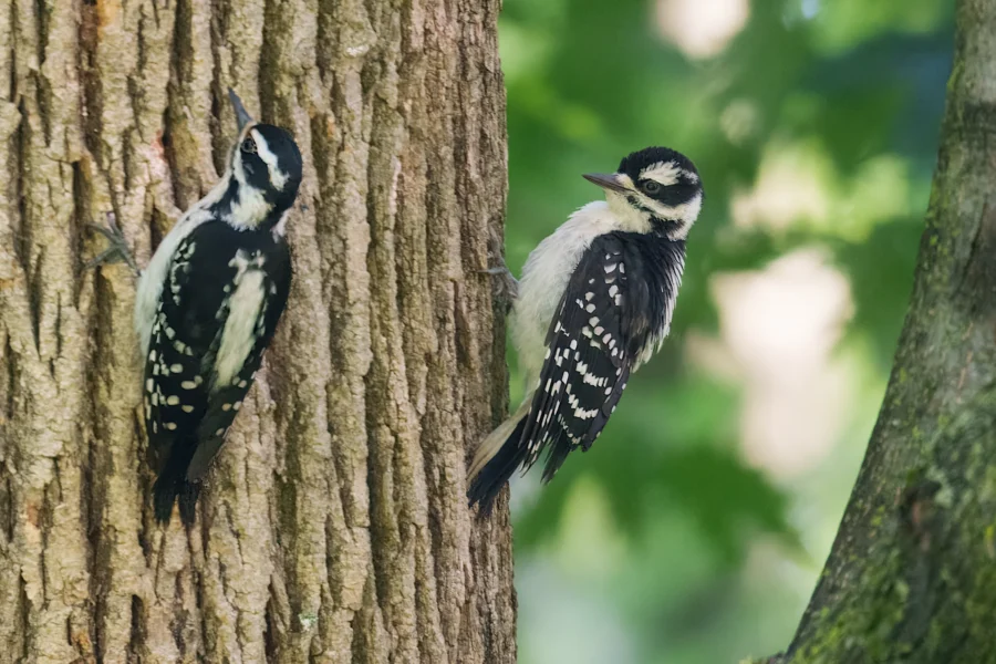 Two black-and-white woodpeckers with spotted wings cling to the trunk of a tree, surrounded by green, blurry foliage in the background.
