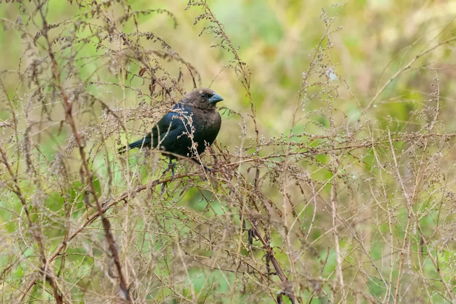 A small dark brown bird is perched on a thin, dry branch surrounded by tall, sparse vegetation and a greenish blurred background.