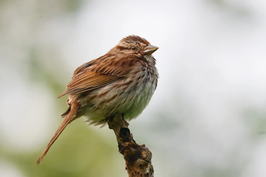 A small brown and white bird perches on the end of a thin branch against a blurred green and white background.