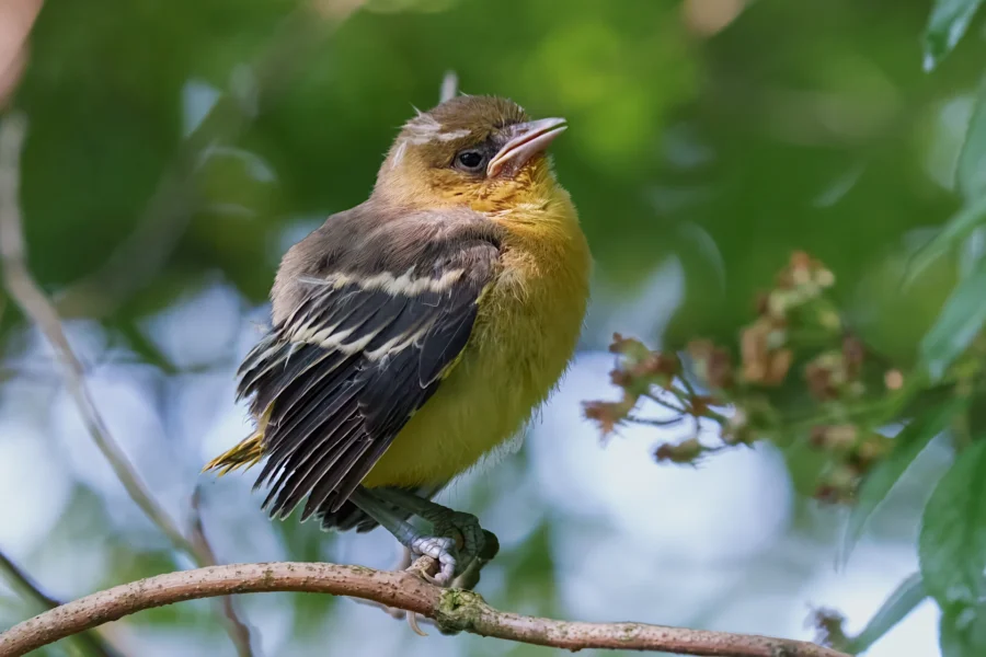 A small yellow and brown bird with streaked wings perches on a thin branch, surrounded by green foliage.