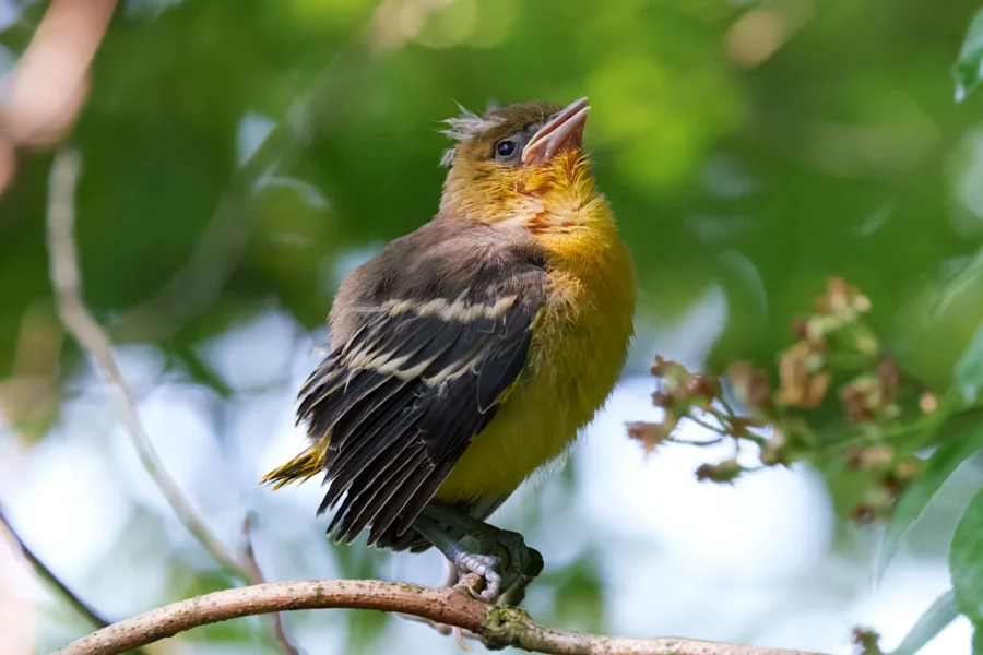 A small yellow and brown bird with fluffy feathers perches on a branch, looking upward with its beak slightly open. Lush green foliage fills the background.