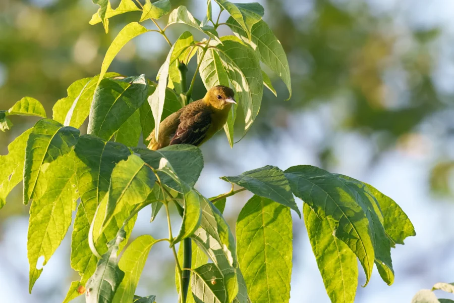 Small greenish-yellow bird perched on a leafy branch, partially shaded by large green leaves with a blurred background.