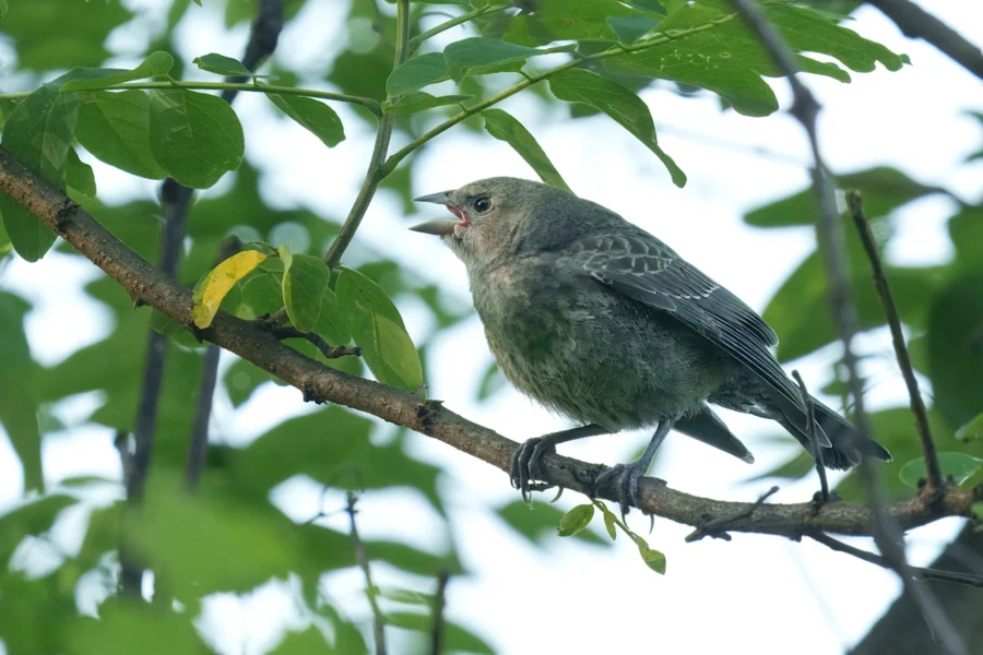 A small gray-brown bird perches on a leafy tree branch, beak open as if calling or singing.