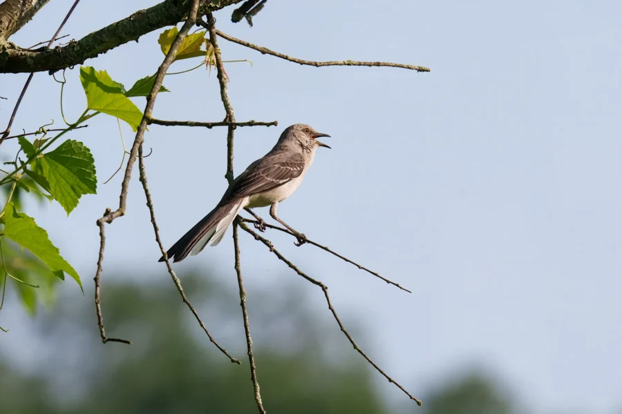 A small gray bird perches on a thin branch, singing, with green leaves and a blurred blue sky background.