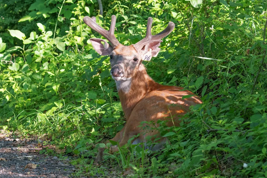 A deer with velvet antlers and a numbered ear tag lies on the ground surrounded by green vegetation.