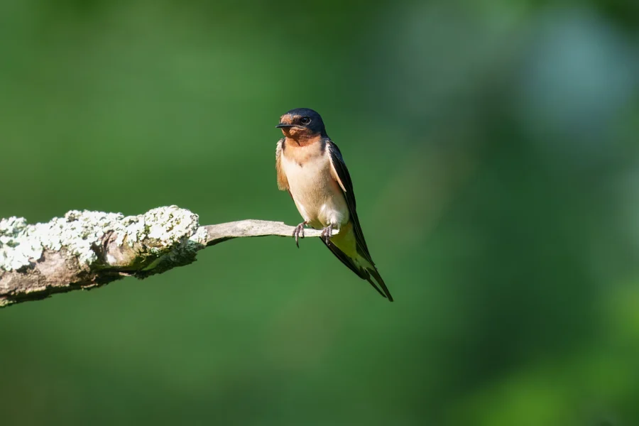 A barn swallow with a dark blue head and orange chest is perched on a lichen-covered branch against a blurred green background.