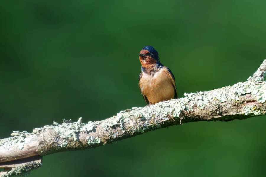 Small bird with dark blue and orange feathers perched on a lichen-covered branch against a blurred green background.