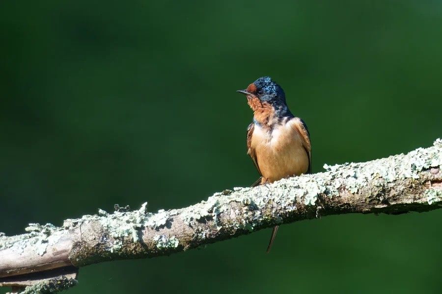 A small bird with a blue head and orange-brown chest is perched on a lichen-covered branch against a blurred green background.