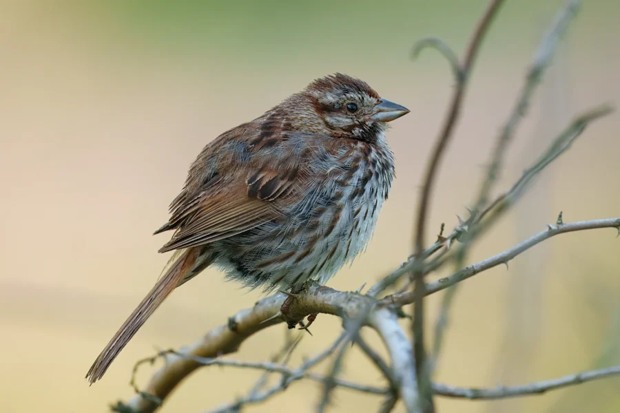 A brown and white songbird perches on a bare branch against a blurred green and yellow background.