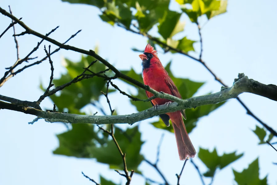 A red cardinal is perched on a tree branch surrounded by green leaves against a clear blue sky.