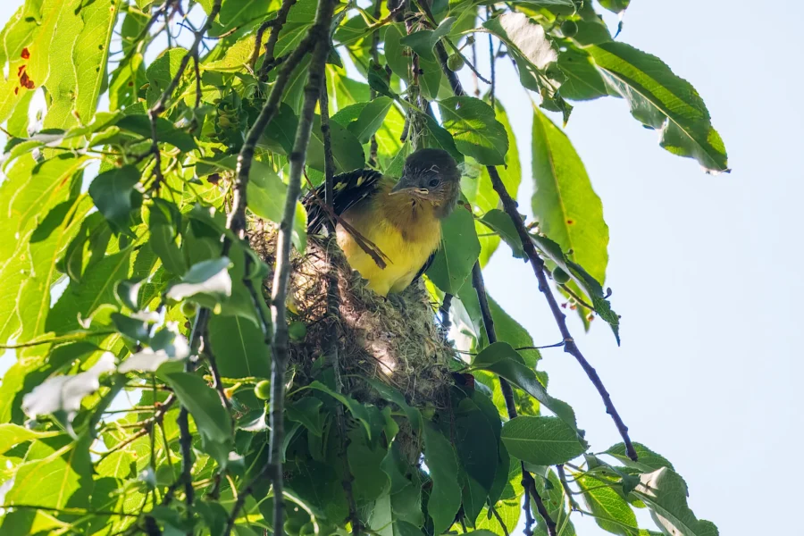 A small yellow and brown bird sitting in a nest among green leaves and branches in a sunlit tree.
