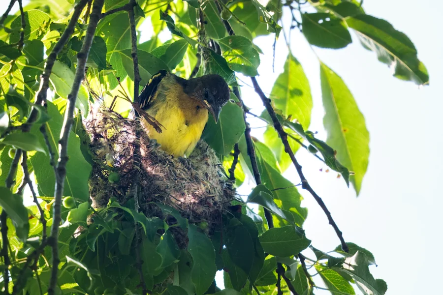 A yellow and black bird is perched on the edge of its nest, which is built among green leaves and branches in daylight.