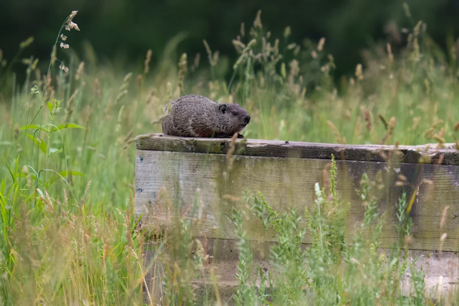 A groundhog sits on top of a weathered wooden box surrounded by tall grass and greenery in an outdoor setting.