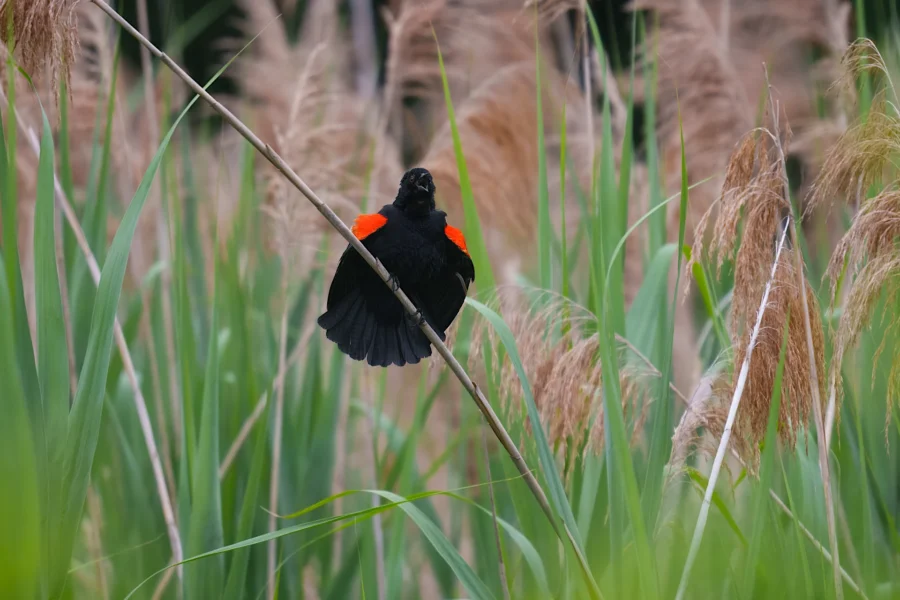 A black bird with bright red shoulder patches perches on a tall reed among green grasses and brown cattails.
