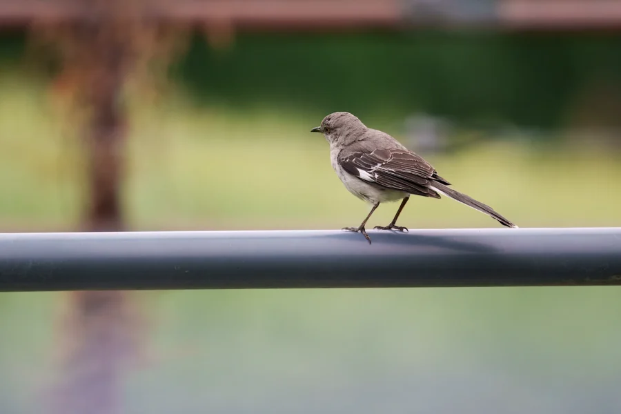 A small gray and white bird is perched on a metal railing with a blurred green background.
