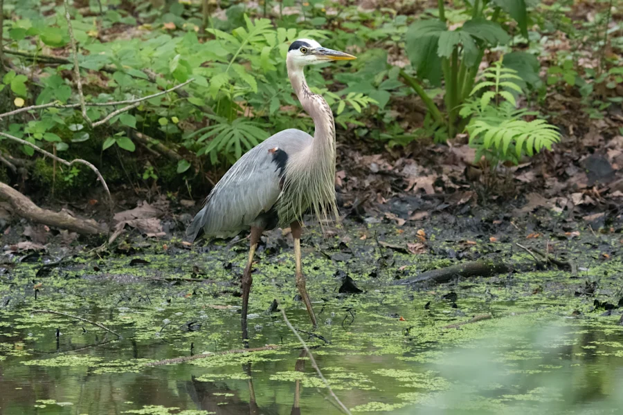A great blue heron stands in shallow water surrounded by green plants and foliage in a forested wetland area.