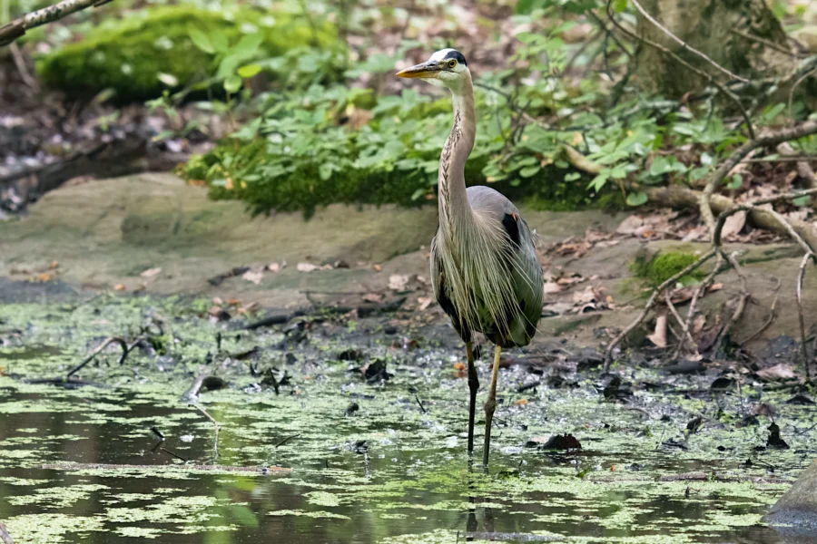 A great blue heron stands in shallow water surrounded by green plants and moss in a forest setting.