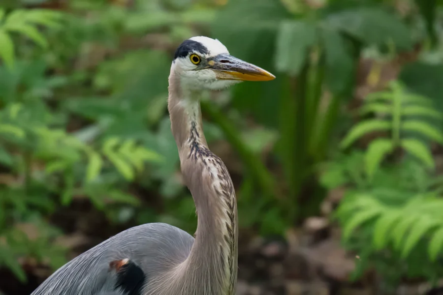 A great blue heron stands amid green foliage, its long neck upright and beak pointed forward.