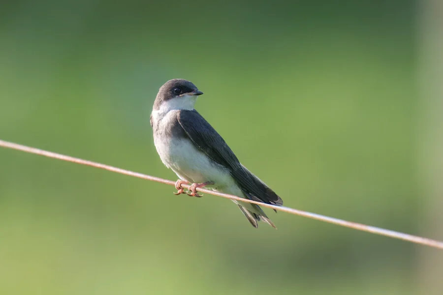 A small bird with dark wings and a white belly perches on a thin wire against a blurred green background.