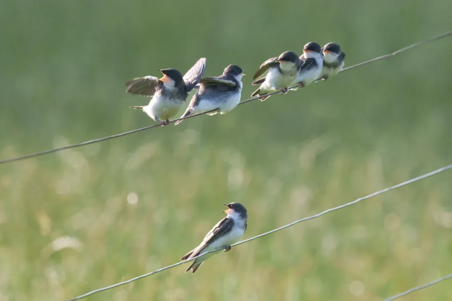 Six small birds perch on two parallel wires, with five birds on the upper wire closely grouped and one bird on the lower wire, set against a blurry green background.