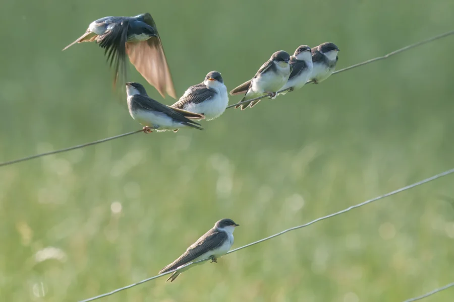 Seven small birds perch on parallel wires against a blurred green background, with one bird in flight above the others.